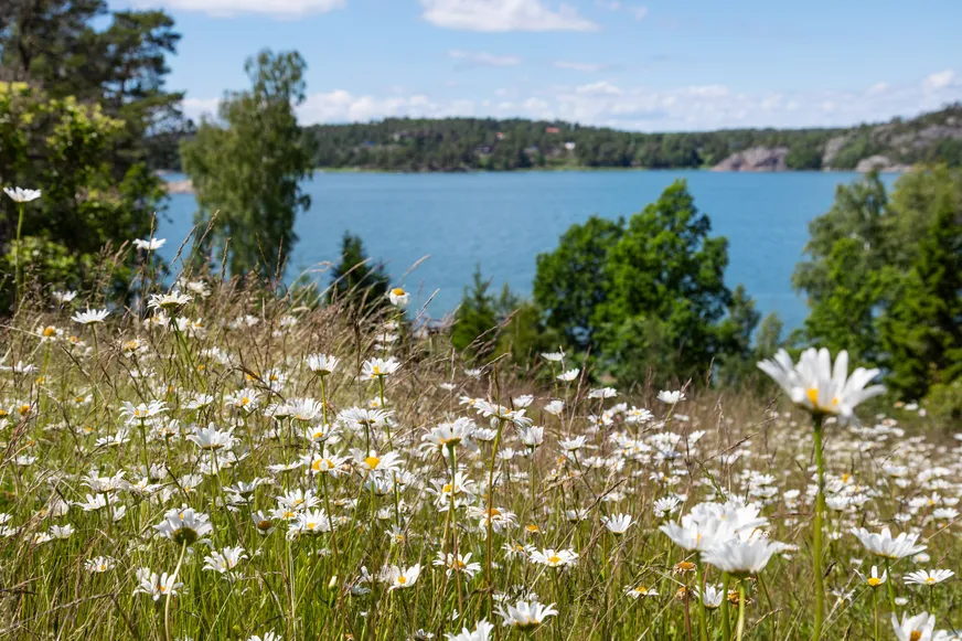 Fullskärm