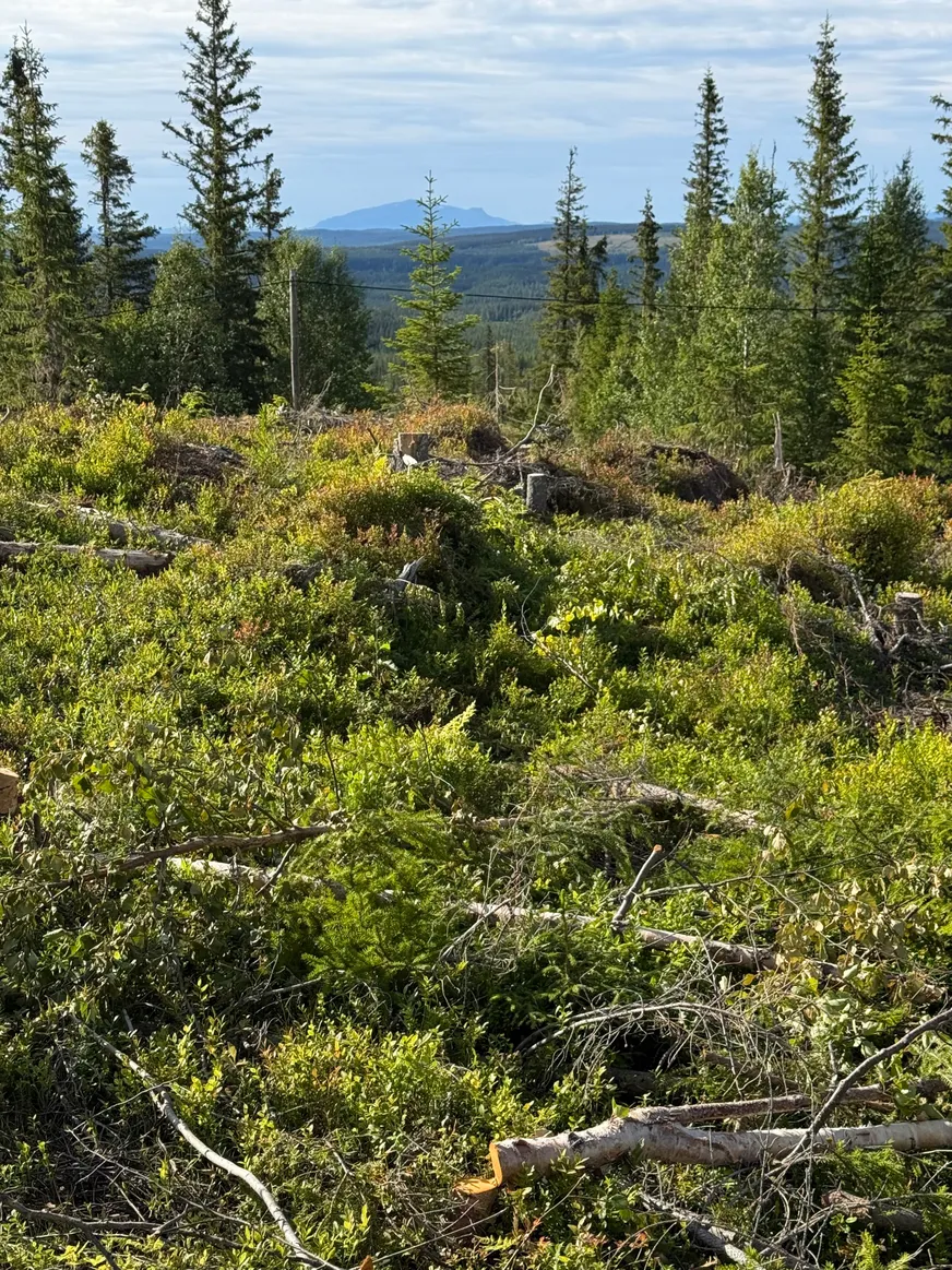 Fullskärm