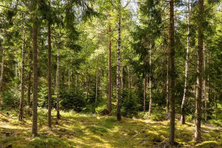 Fullskärm