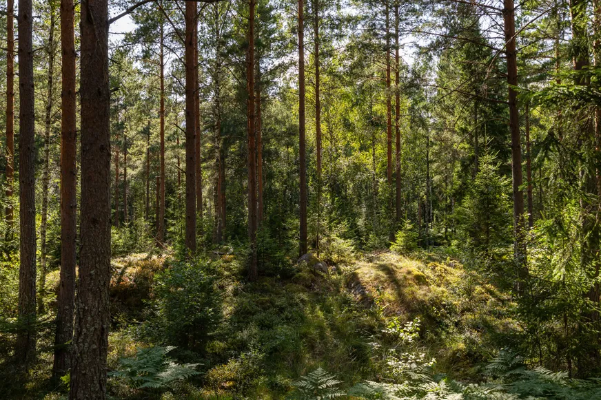 Fullskärm