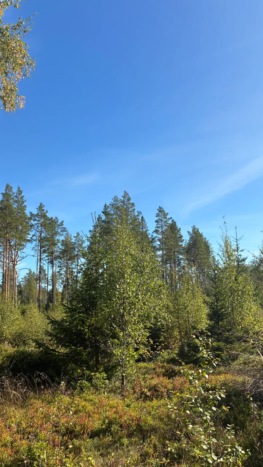 Fullskärm