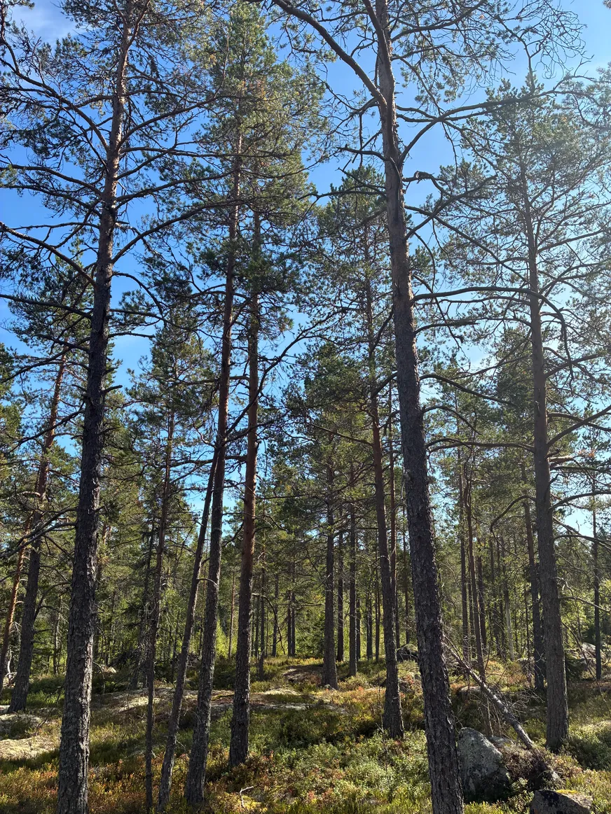Fullskärm