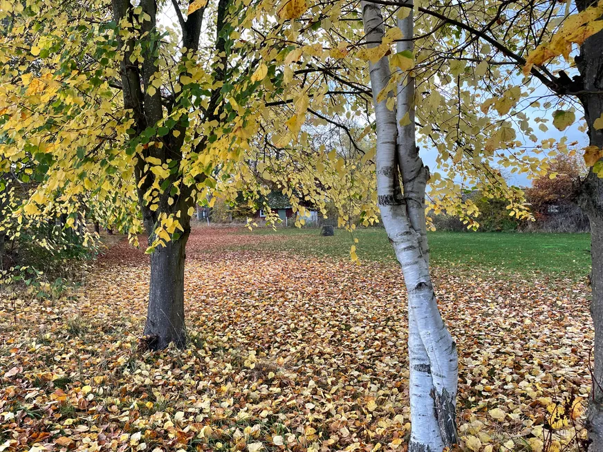 Fullskärm