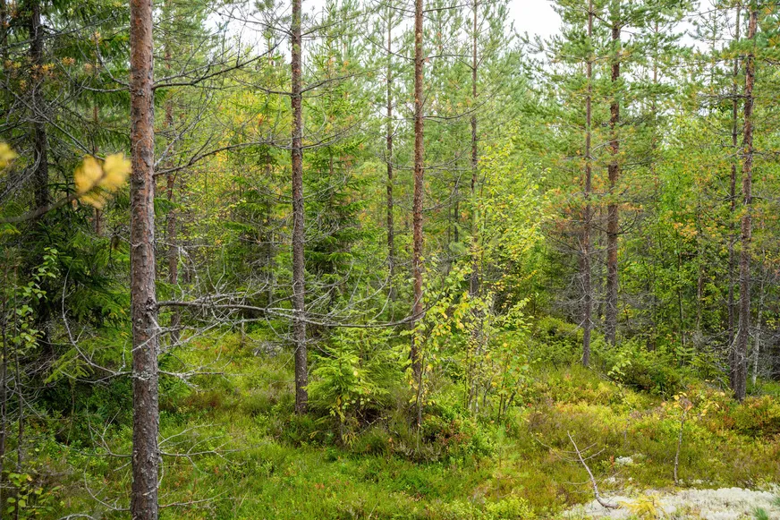 Fullskärm