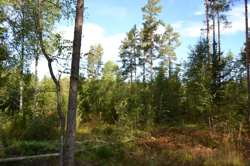 Fullskärm