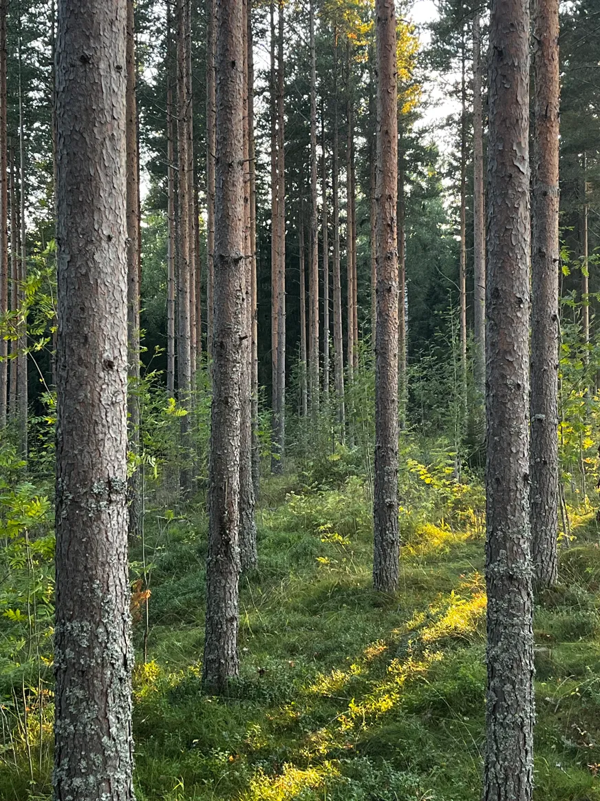 Fullskärm