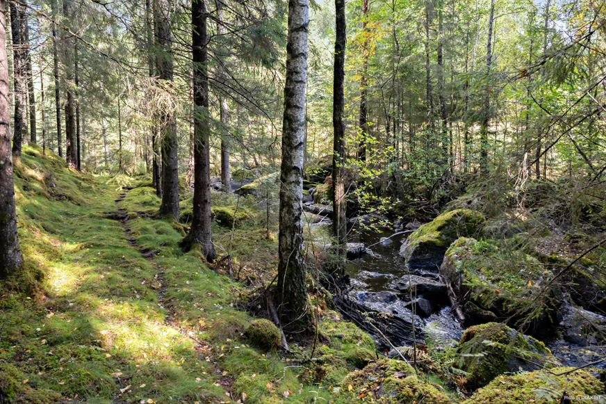 Fullskärm