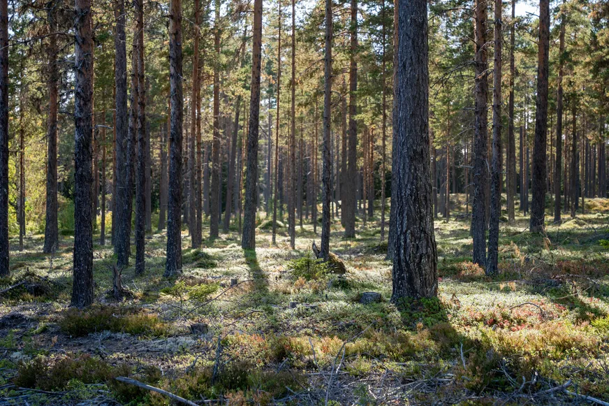 Fullskärm