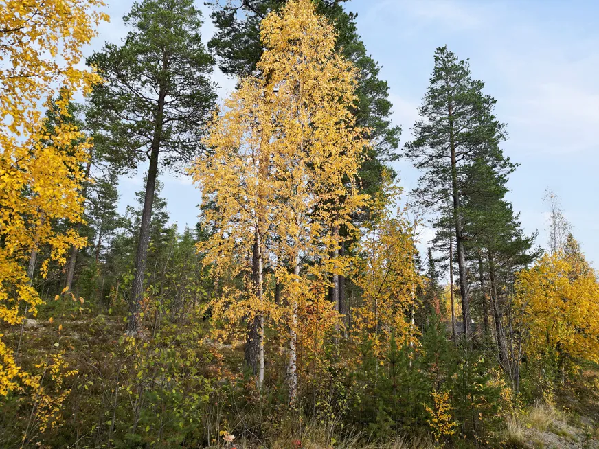 Fullskärm