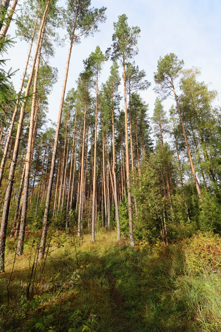 Fullskärm